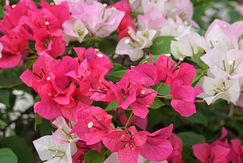 How to Sow Bougainvillea