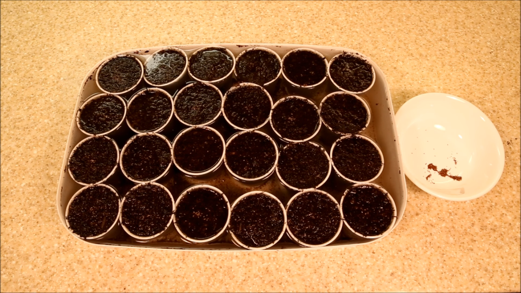 How to Sow Campanula Seeds