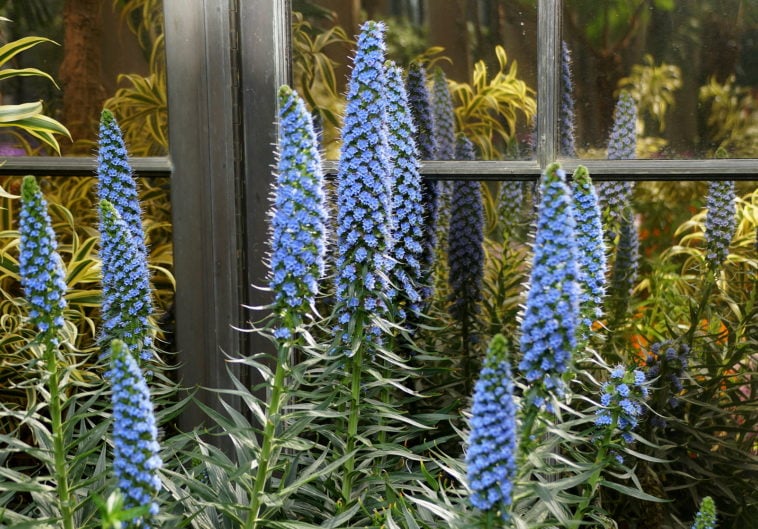 How to Sow Echium 'Bugloss'