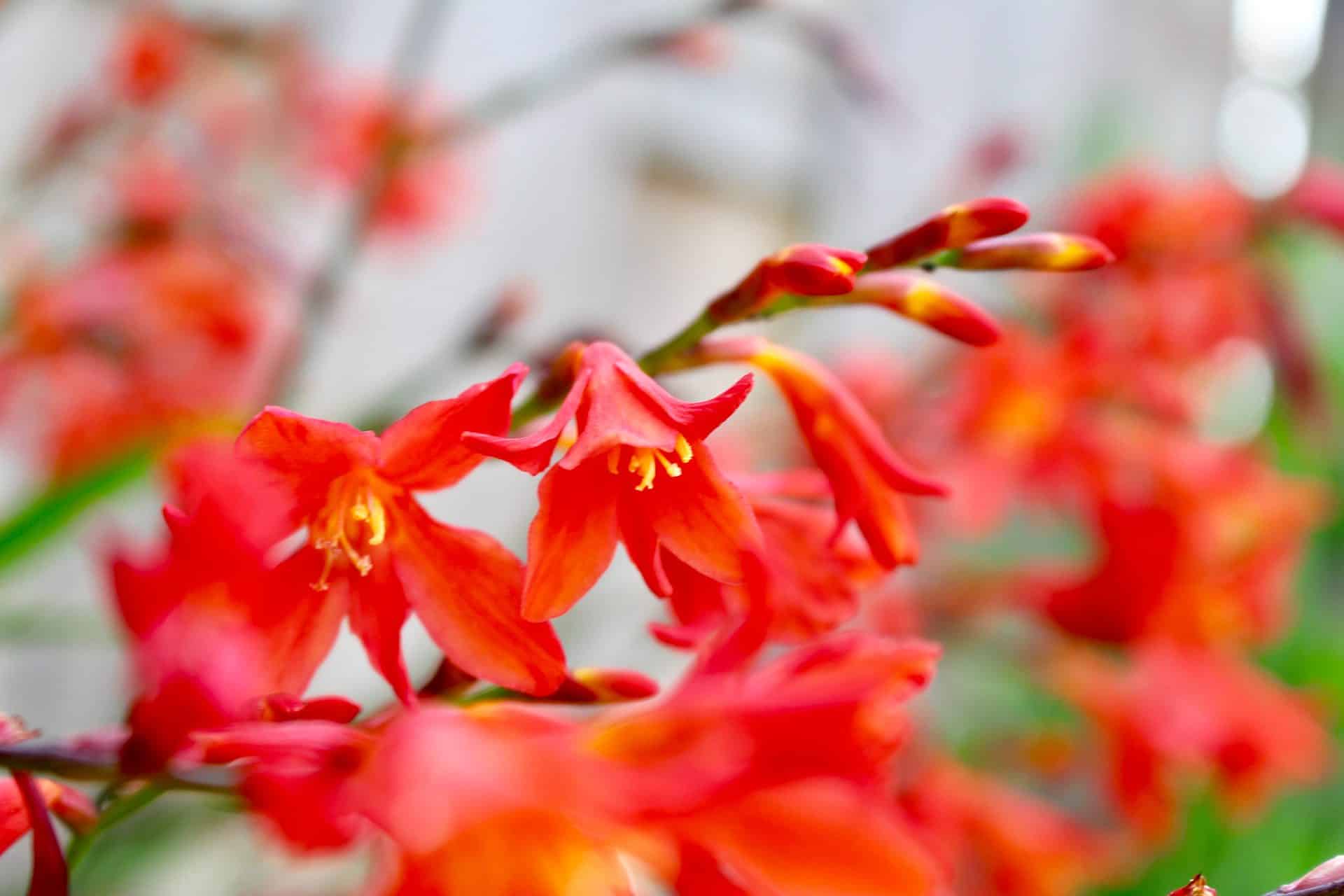 how to stop crocosmia spreading