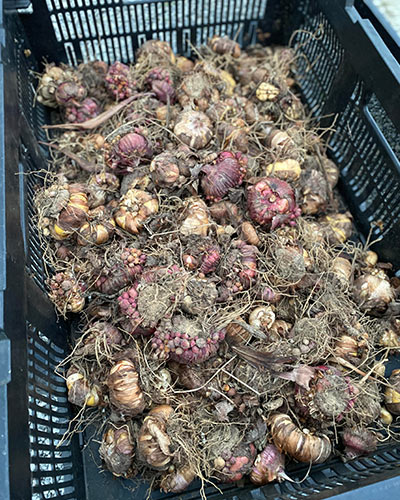 How to Store Gladiolus Bulbs