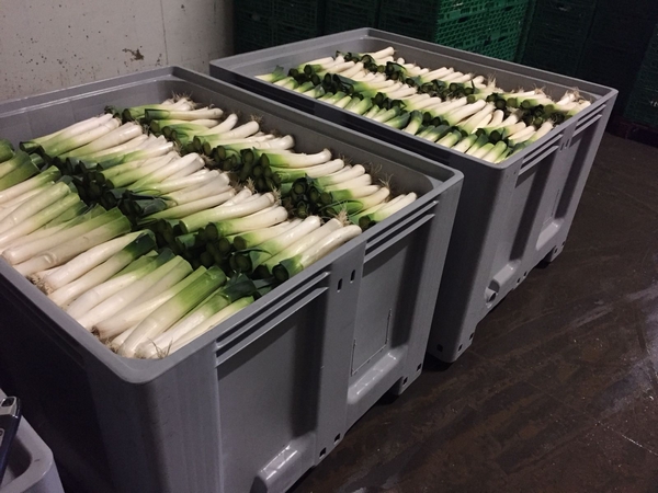 How to Store Leeks