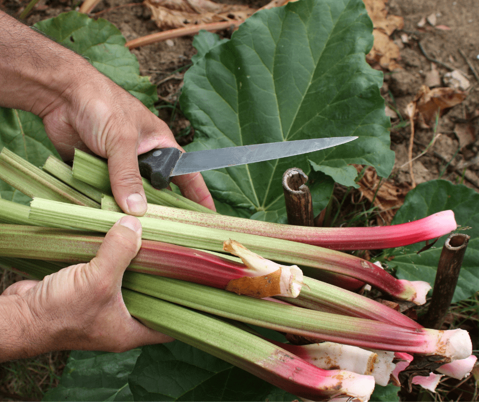 How to Take Care of Clipped Rhubarb Plants