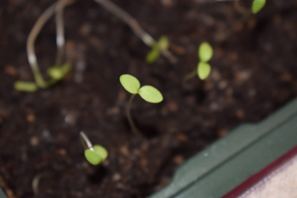 How to Take Care of Dianthus Seedling