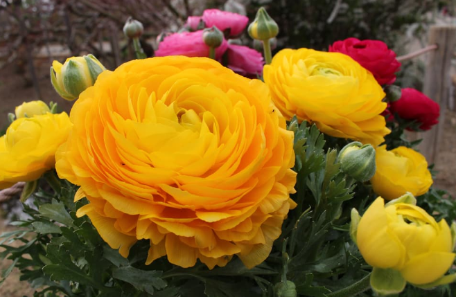 How to Take Care of Ranunculus After They Flower