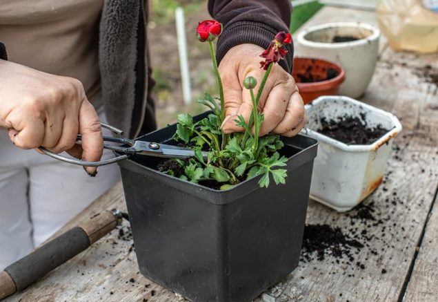 How to Take Care of Ranunculus