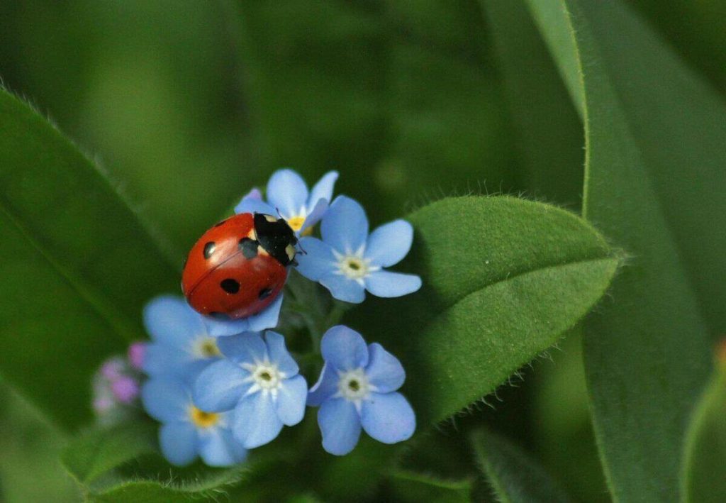 How to Take Care of the Forget-Me-Not Plant