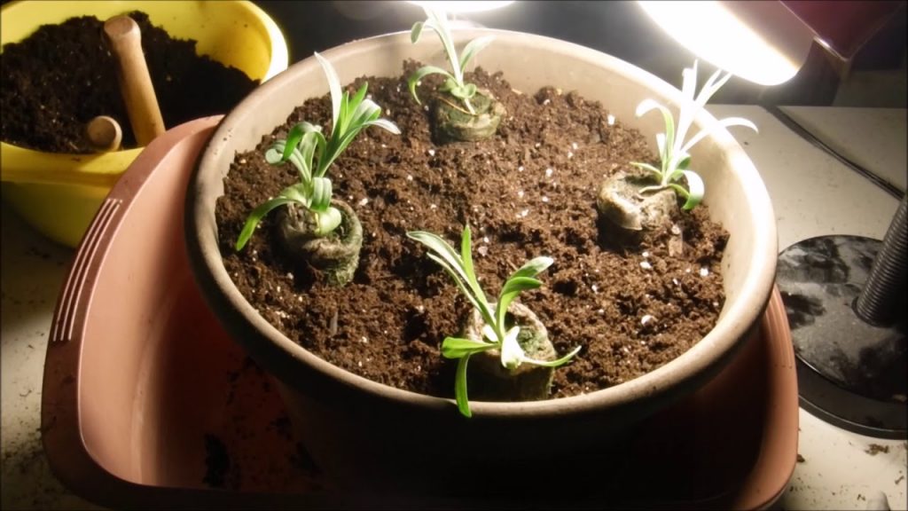 How to Transplant Dianthus Seedling