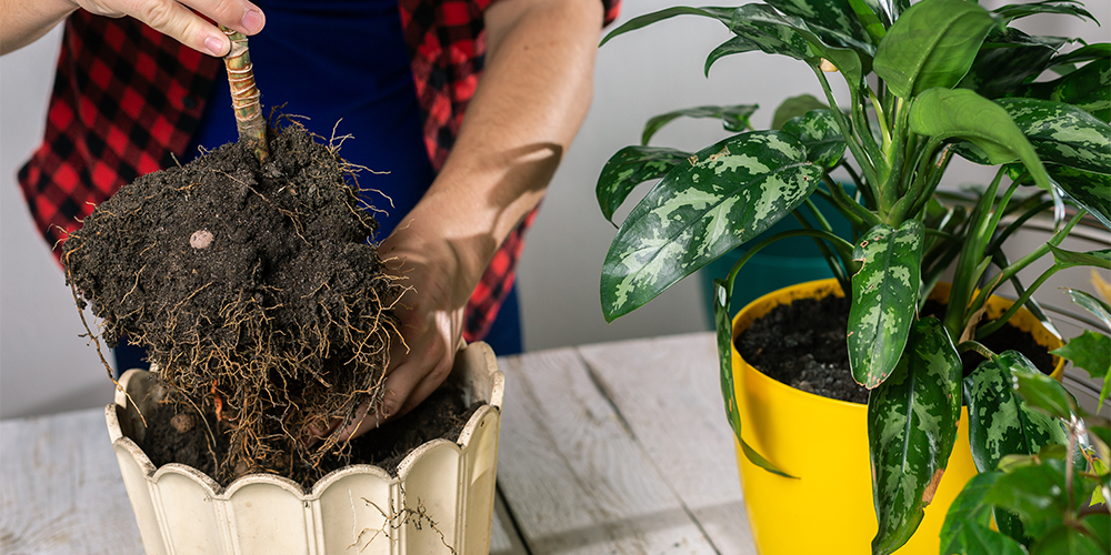 How to Transplant Indoors