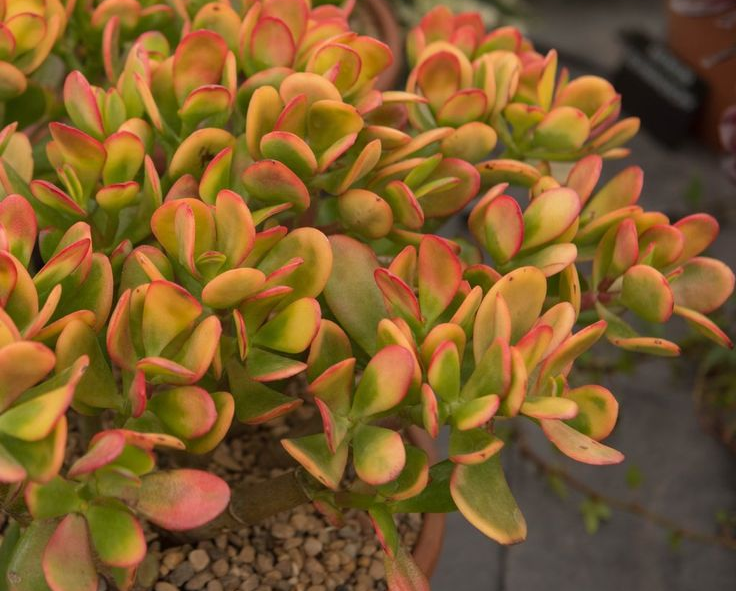 How to Water a Crassula Ovata Plant