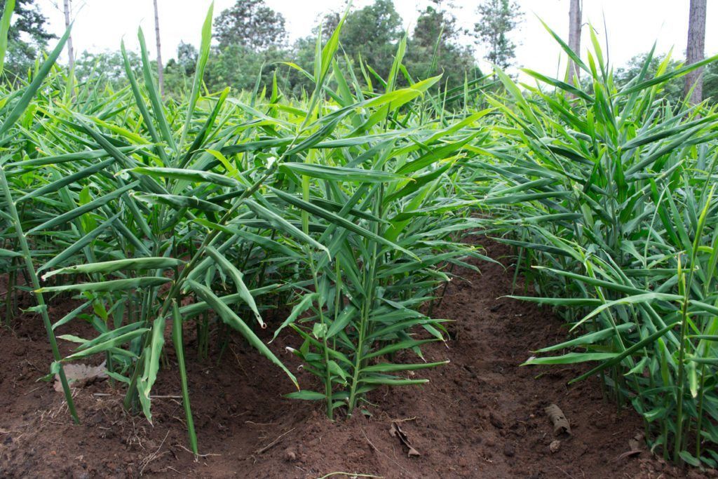 How to grow ginger at home