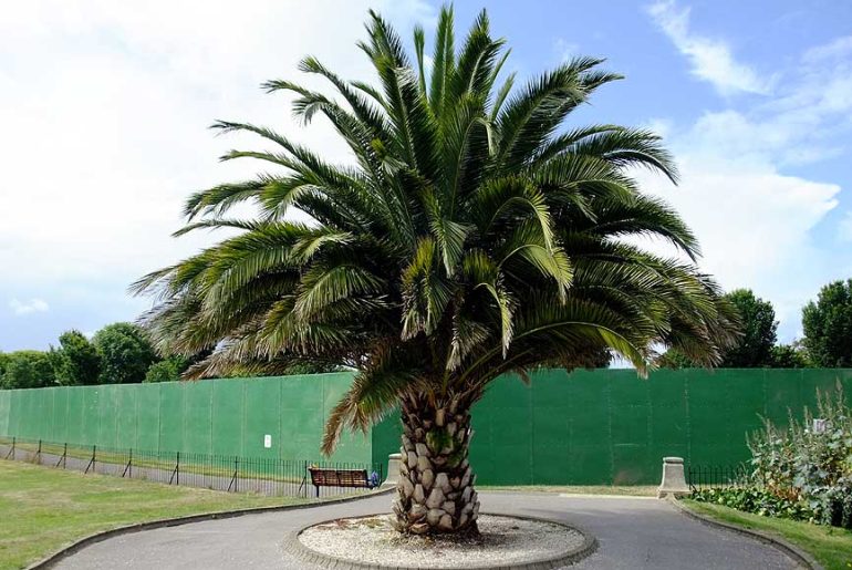How Long Do Palm Trees Live in UK?