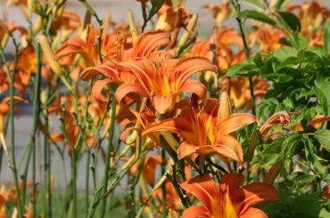 How To Divide Daylilies In 4 Steps