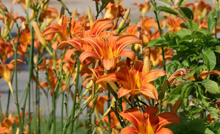 How To Divide Daylilies In 4 Steps