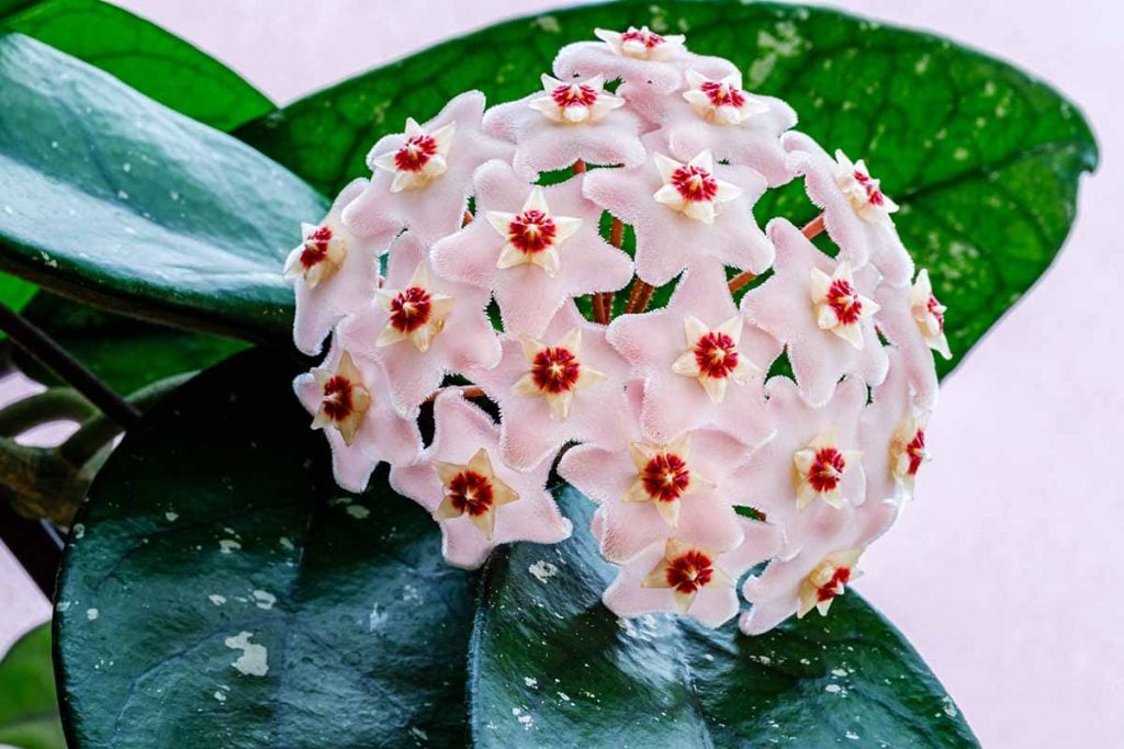 Hoya Carnosa