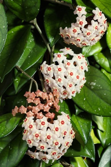 Hoya Carnosa