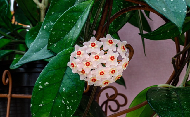 Hoya