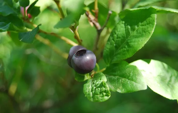 Huckleberry