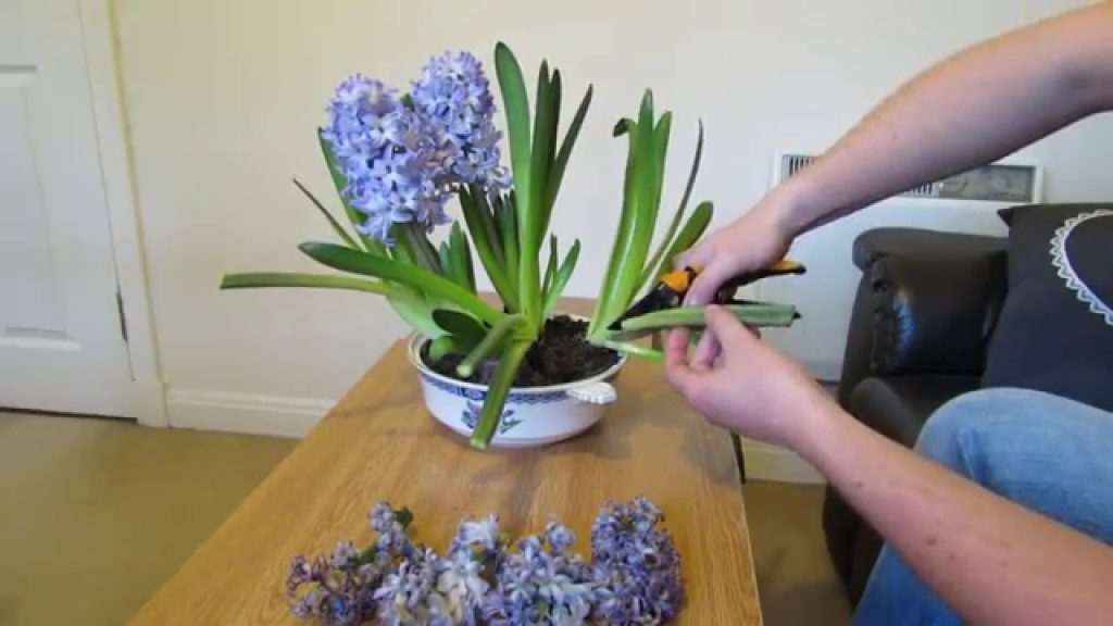 Hyacinth Pruning and Deadheading