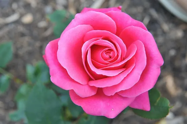 Hybrid Tea Roses