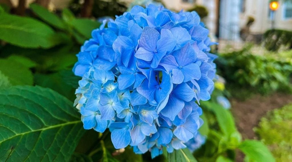 Hydrangea