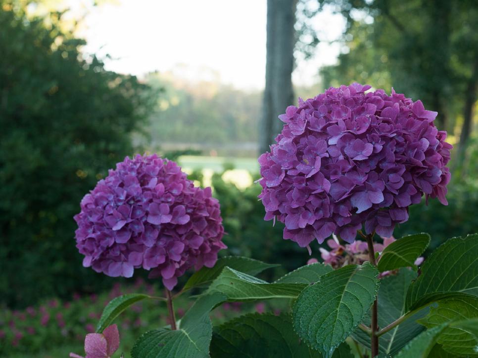 Hydrangea