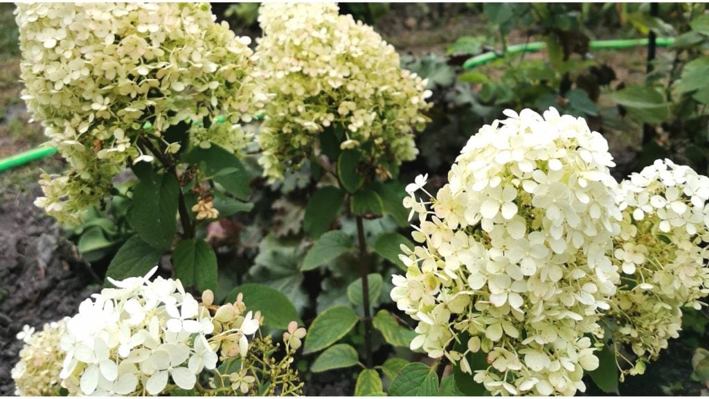 Hydrangea Paniculata 'bobo'