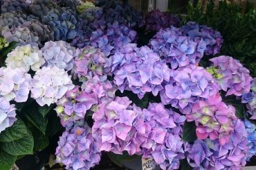 Hydrangea Plant Care & Growing Tips