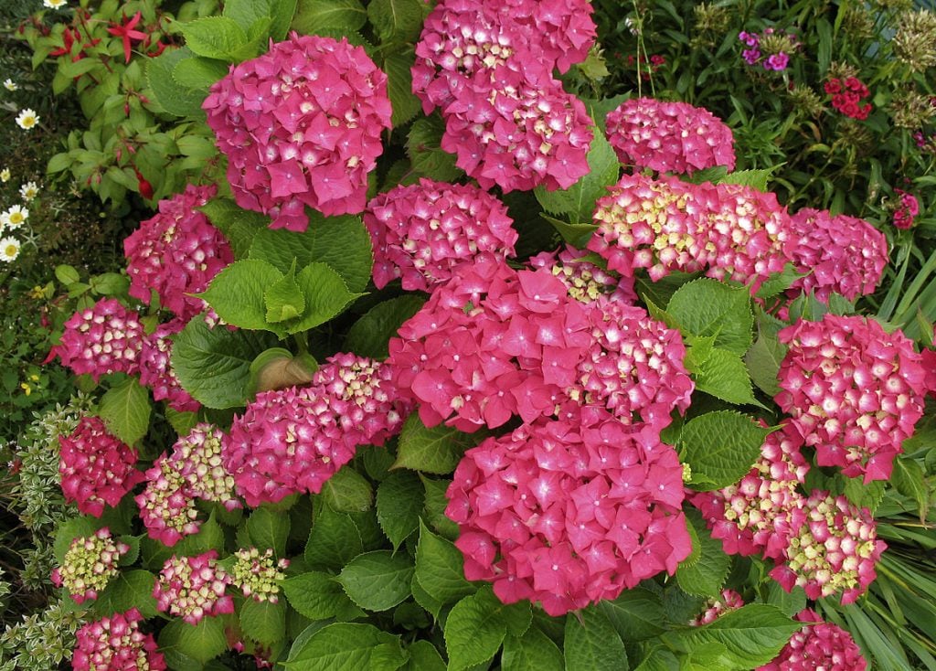 Hydrangea Seemannii