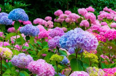 Hydrangea Varieties For Your Garden