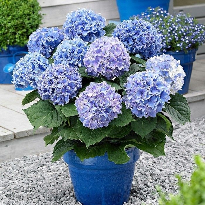 Hydrangea