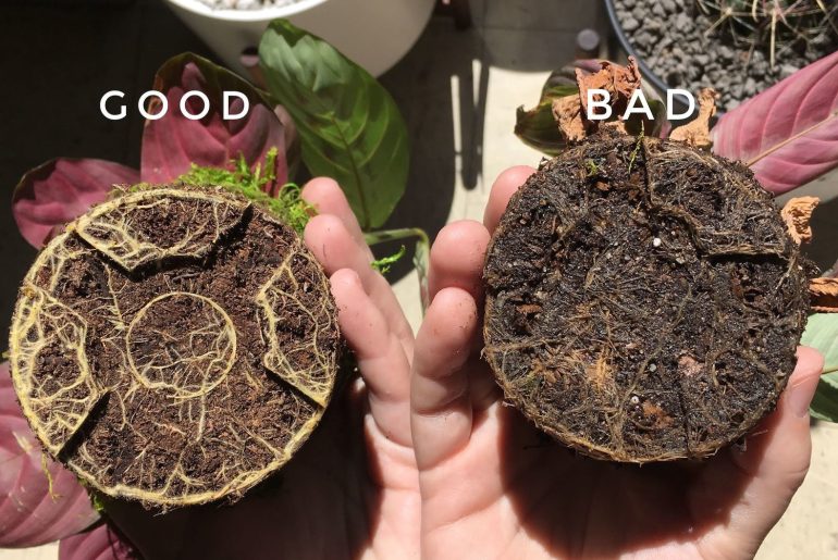 What Are The Signs of Root Rot?