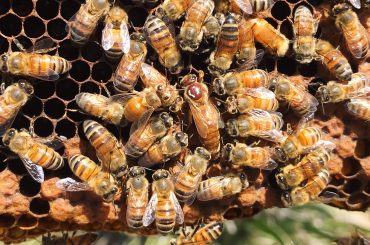 Understanding Queen Bee Types: Exploring Leadership Dynamics in Female Dominated Environments