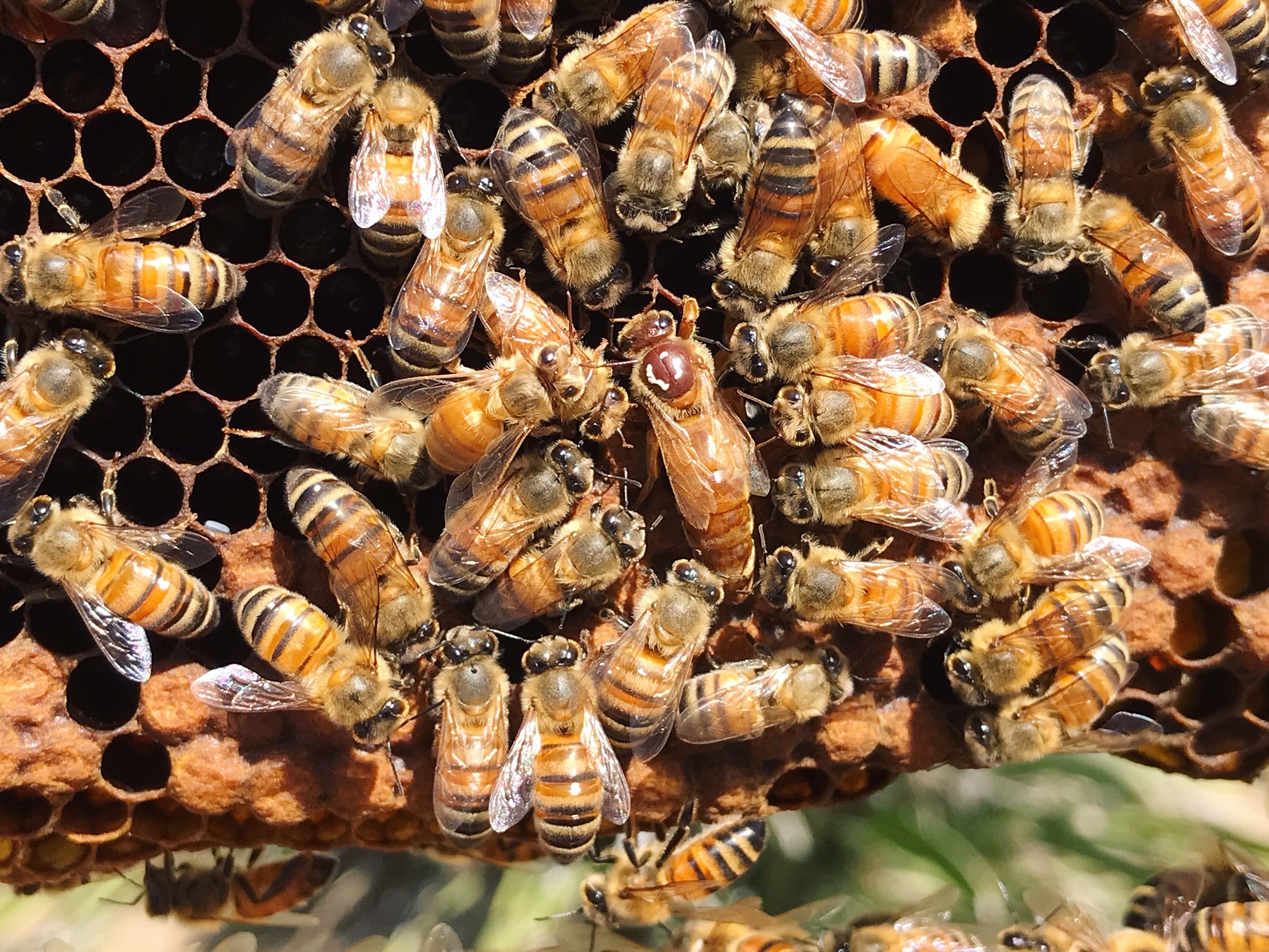 Understanding Queen Bee Types: Exploring Leadership Dynamics in Female Dominated Environments
