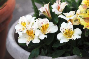What Months Do Alstroemeria Bloom?