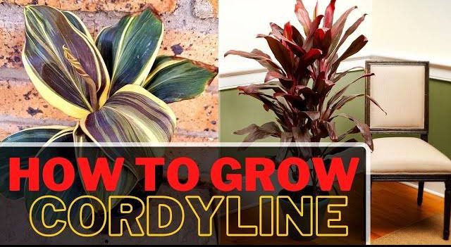 Ideal Growing Conditions of the Cordyline