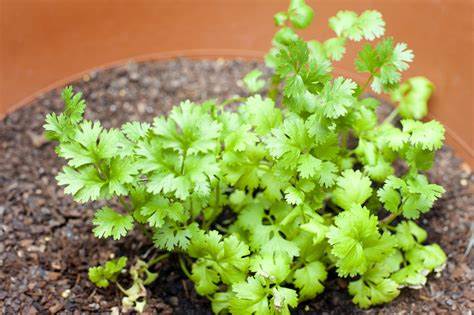 Ideal Weather Conditions to Grow Coriander