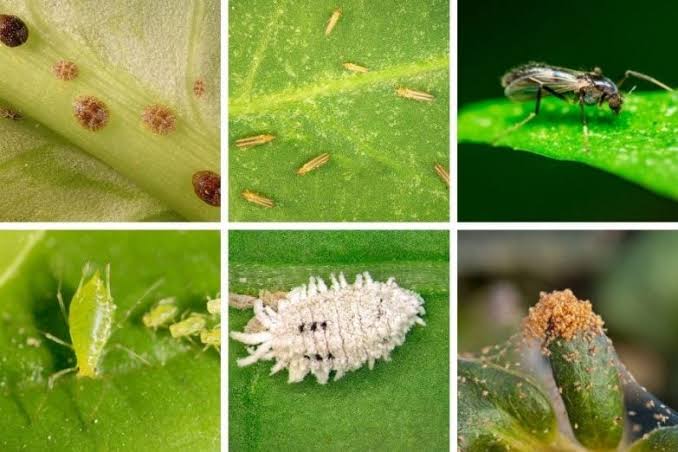 Identifying Bug Attacks on Roses