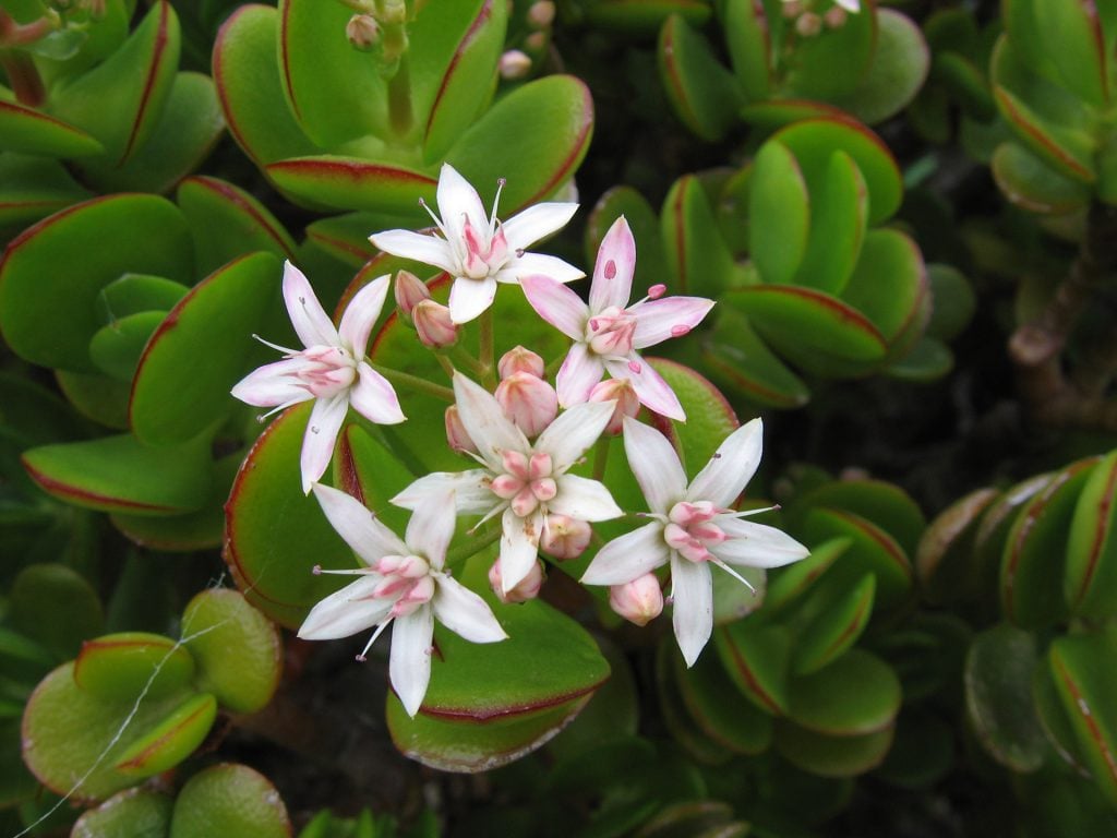 Identifying Crassula ovata