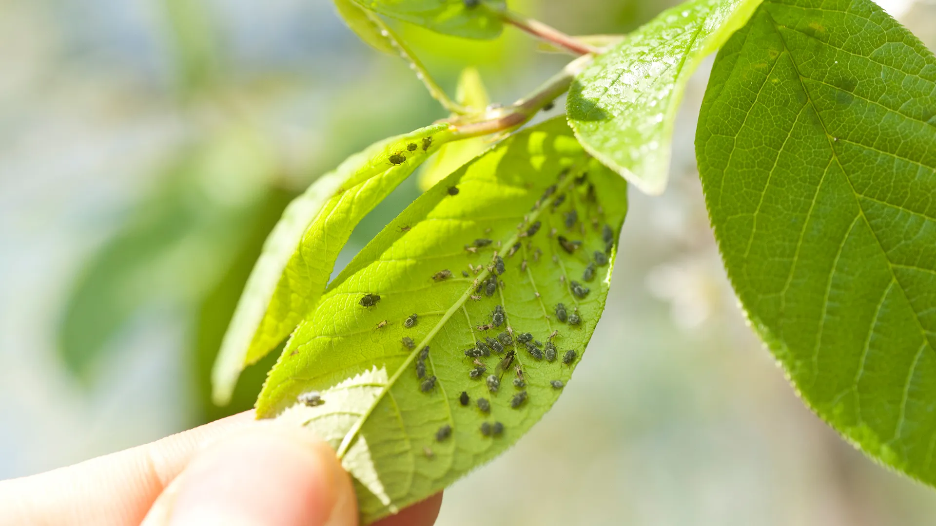 Identifying Disease and Pests