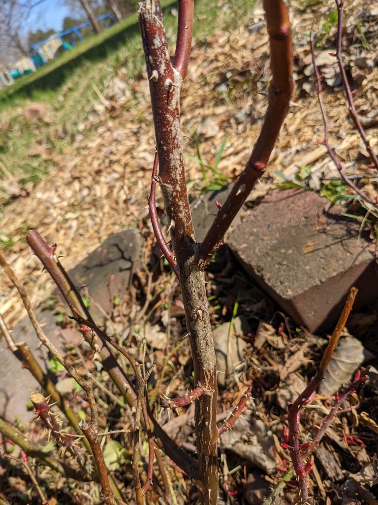 Why Do Rose Stems Turn Black? The Arches