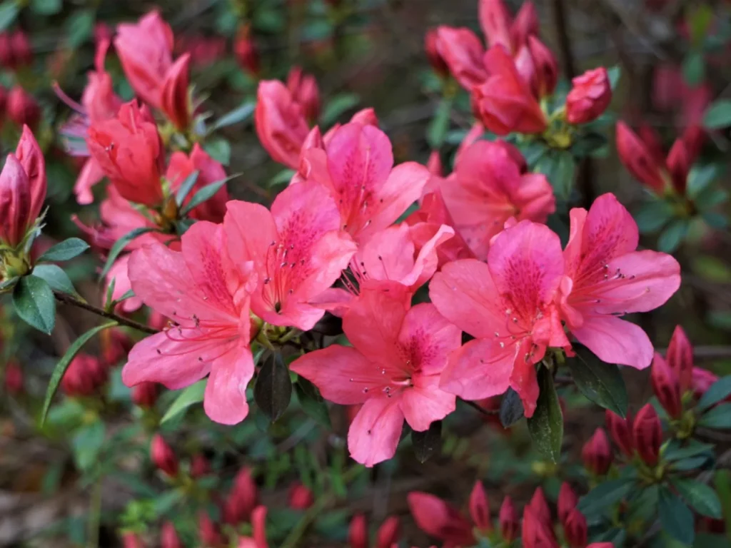 Identifying the Issues While Growing Azalea