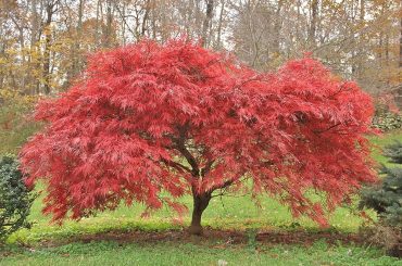 If you need help with information on when and how to prune your acer trees, read this article for the essential information on acer trees and pruning.