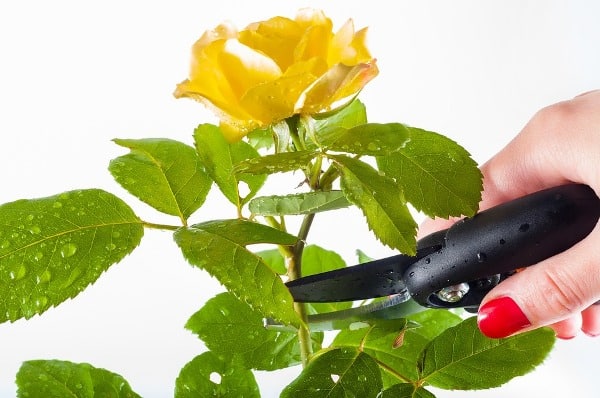 Importance of Pruning Roses