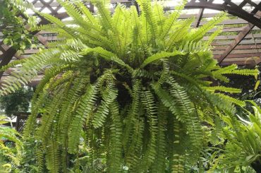 Incredible Types Of Fern To Grow In Gardens