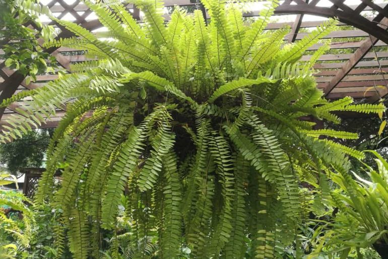 Incredible Types Of Fern To Grow In Gardens