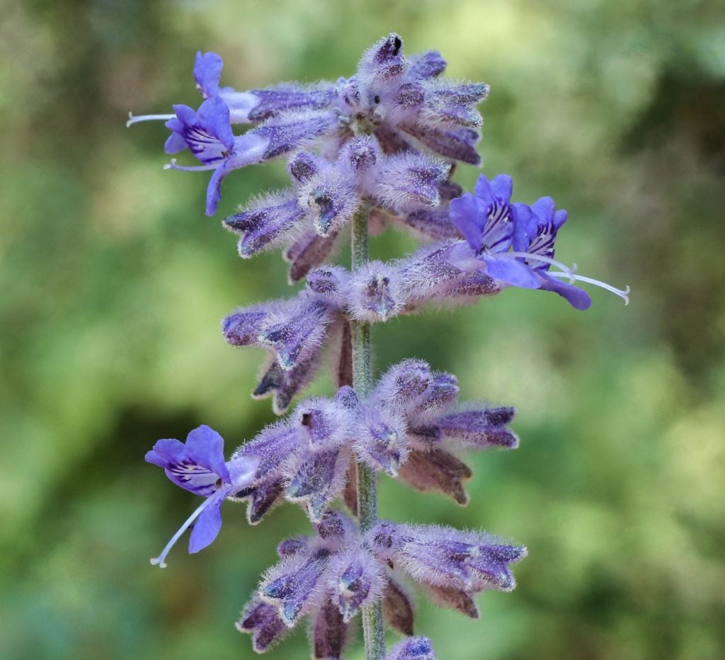 Individual Flowers