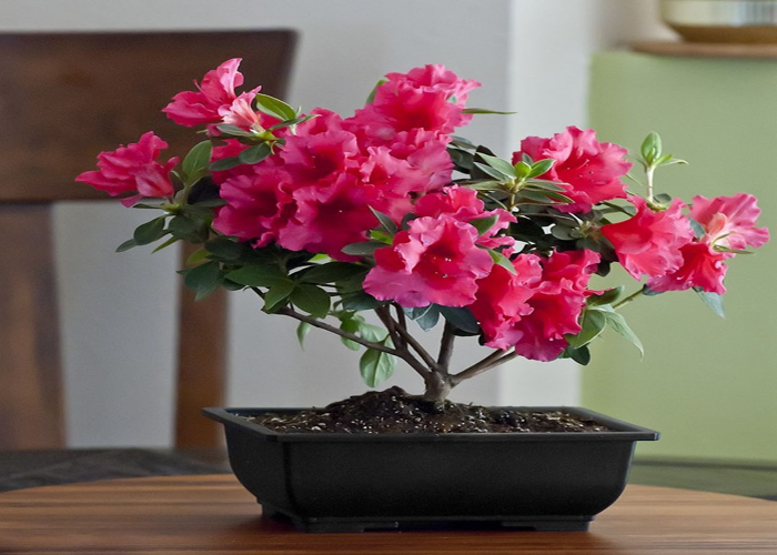 Indoor Azalea