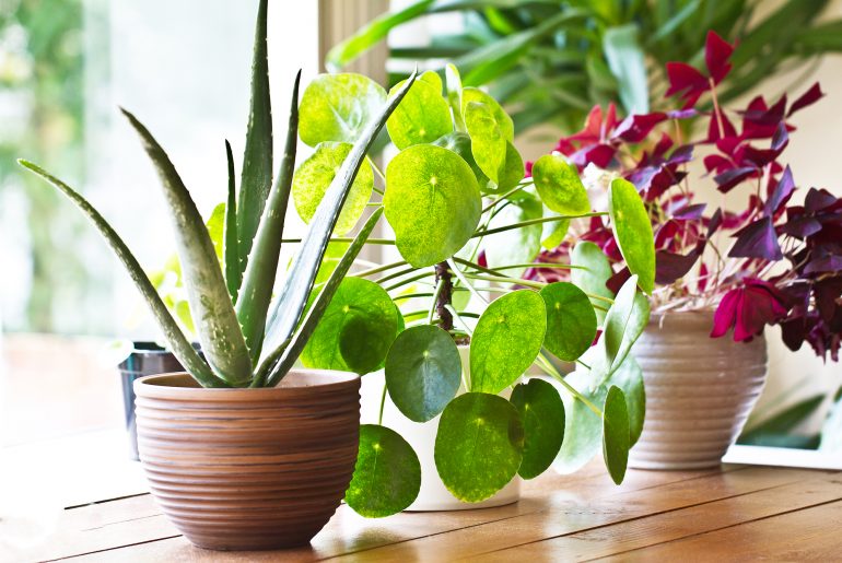 House plant display beside window. Indoor plants display