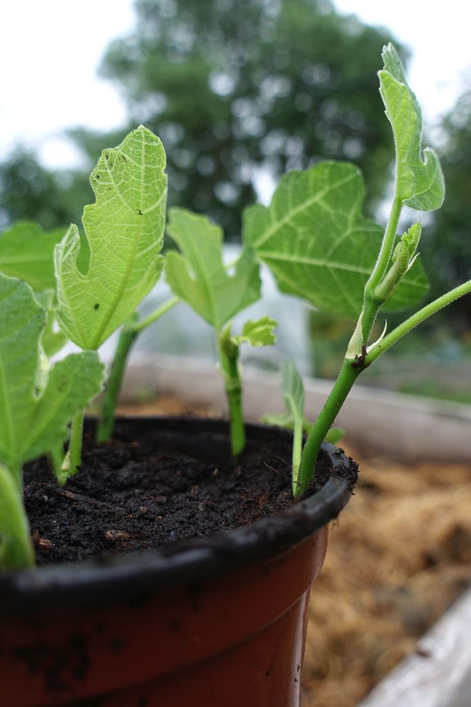 Indoor Propagation